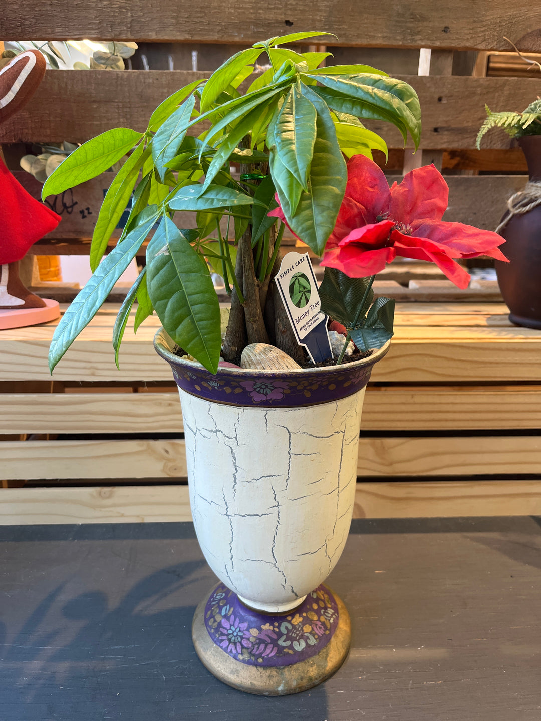 Holiday Plant Arrangement